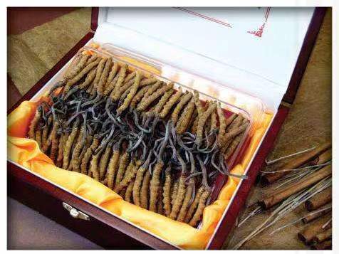 若羌冬虫夏草回收